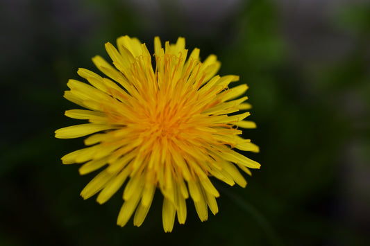 Dandelion Hunting - Election Edition