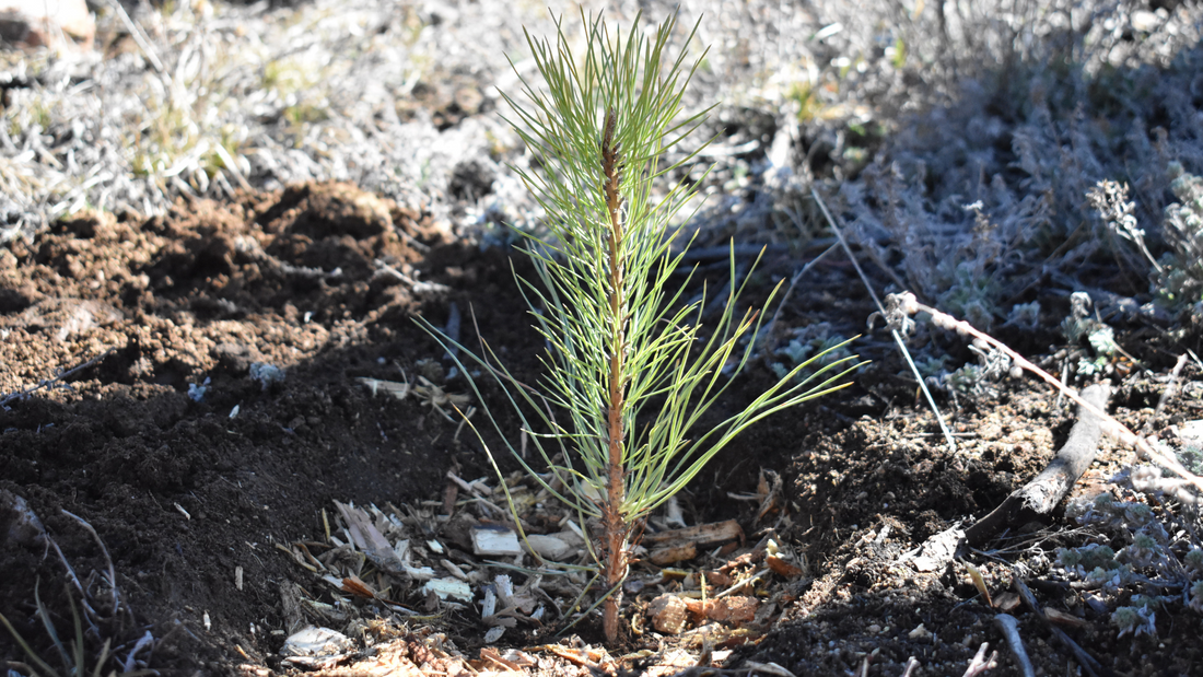 Because caring about the environment means not stopping at planting trees