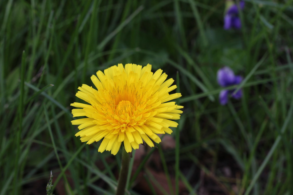 Going Dandelion Hunting (Part 1)