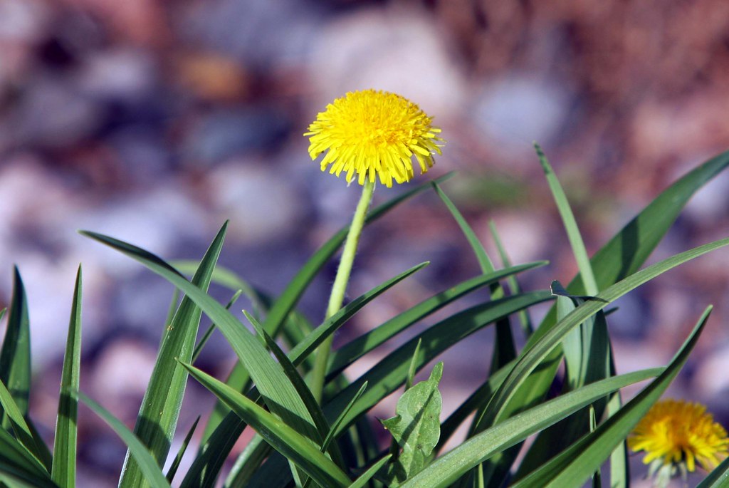 Dandelion Hunting (Part 2)