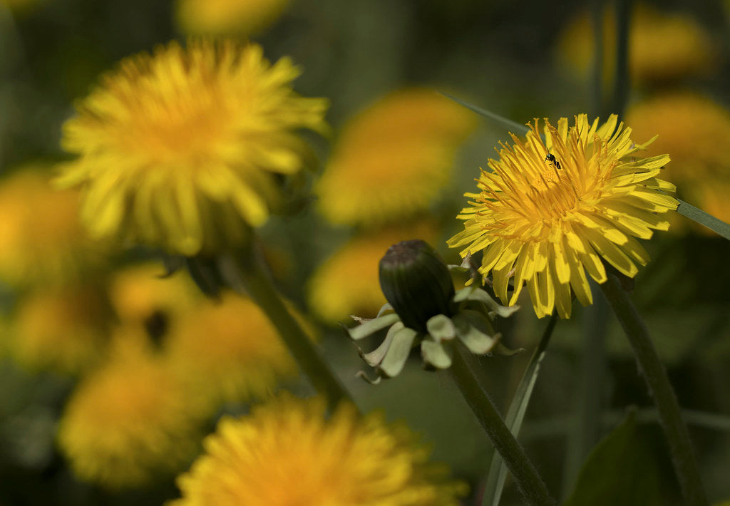 Dandelion Hunting (Part 3)