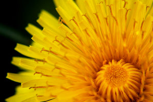Going Dandelion Hunting - looking for little, persistent pieces of joy